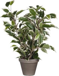 Plantă artificială, Ficus natasja, mix nuanțe verde