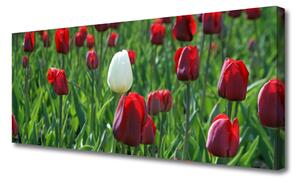 Tablou pe panza canvas Lalele Floral Roșu Alb Verde