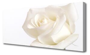 Tablou pe panza canvas Rose Floral alb