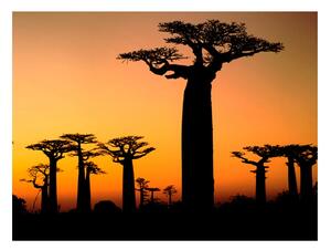 Fototapet - African baobab trees