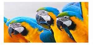 Panou bucatarie, protectie plita, aragaz, antistropire, print UV model 3 Papagali Macaw, 60x50 cm