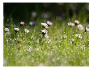 Fototapet - Daisies with morning dew