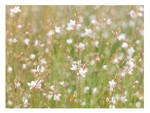 Fototapet - White delicate flowers