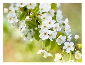 Fototapet - Beautiful delicate cherry blossoms