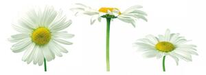 Panou bucatarie, protectie plita, aragaz, antistropire, print UV model 3 Flori De Musetel, 60x50 cm