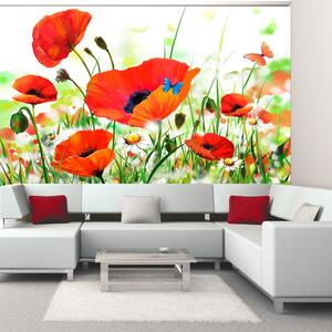 Fototapet - Country poppies