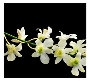 Panou bucatarie, protectie plita, aragaz, antistropire, print UV model Floare cu Fundal Negru, 60x50 cm