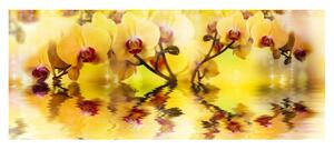 Panou bucatarie, protectie plita, aragaz, antistropire, print UV model Orhidee Galbena 2, 60x50 cm