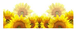 Panou bucatarie, protectie plita, aragaz, antistropire, print UV model Floarea Soarelui, 60x50 cm