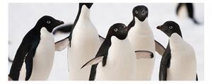 Panou bucatarie, protectie plita, aragaz, antistropire, print UV model 4 Pinguini, 60x50 cm