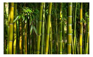 Fototapet - Asian bamboo forest