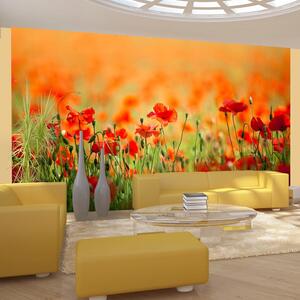 Fototapet - Poppies in shiny summer day