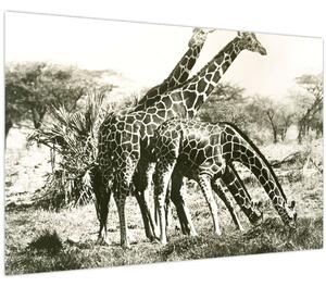 Tablou - Girafe, de epocă (90x60 cm)