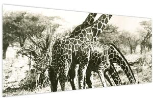 Tablou - Girafe, de epocă (120x50 cm)