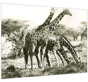 Tablou - Girafe, de epocă (70x50 cm)