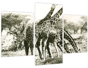 Tablou - Girafe, de epocă (90x60 cm)
