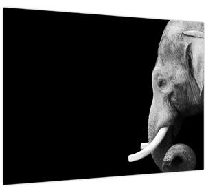 Tablou - Elefant (70x50 cm)