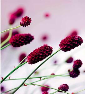 Fototapet flori violet