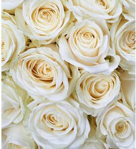 Fototapet trandafiri albi