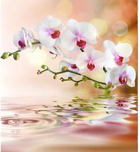 Fototapet orhidee albă