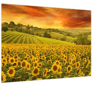Tablou - Câmp de floarea-soarelui (70x50 cm)