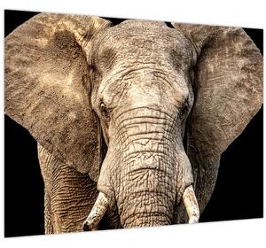 Tablou - Elefant african (70x50 cm)