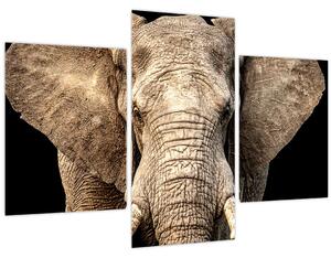 Tablou - Elefant african (90x60 cm)
