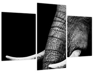 Tablou - Colți de elefant (90x60 cm)
