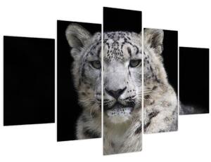 Tablou - Snow Leopard (150x105 cm)