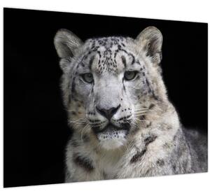 Tablou - Snow Leopard (70x50 cm)