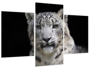 Tablou - Snow Leopard (90x60 cm)
