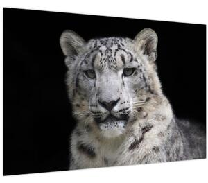 Tablou - Snow Leopard (90x60 cm)