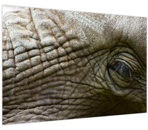 Tablou - Prim-planul ochiului de elefant vechi (90x60 cm)