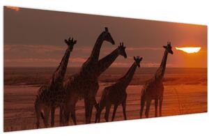 Tablou - Girafe în savana africană (120x50 cm)