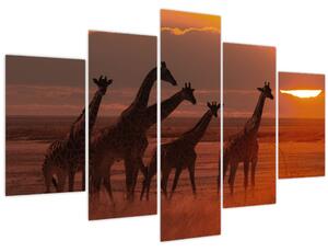 Tablou - Girafe în savana africană (150x105 cm)
