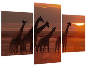 Tablou - Girafe în savana africană (90x60 cm)