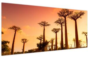 Tablou - Apus de soare pe Aleea Baobabilor (120x50 cm)