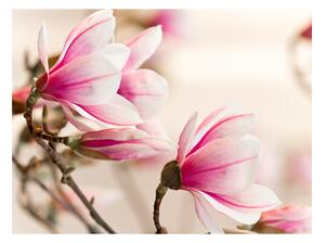 Fototapet - Branch of magnolia tree