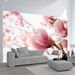 Fototapet - Pink magnolia