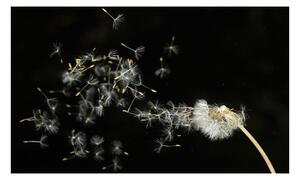 Fototapet - Dandelion seeds carried by the wind