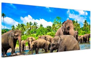Tablou - Elefanți, Sri Lanka (120x50 cm)