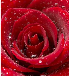 Fototapet trandafir roșu