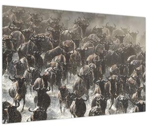 Tablou - Turmă de antilope sălbatice (90x60 cm)