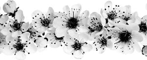 Tablou flori de cires alb-negru
