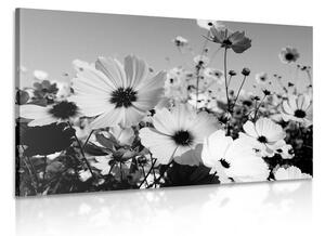 Tablou pajiște cu flori de primăvară alb-negru
