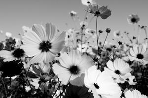 Tablou pajiște cu flori de primăvară alb-negru