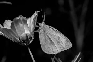 Tablou fluture pe floare alb-negru