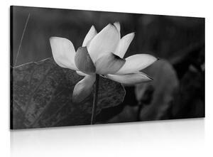 Tablou floare de lotus fină alb-negru