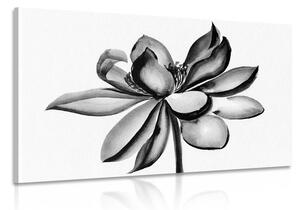 Tablou floare de lotus acuarele alb-negru