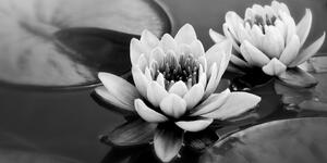Tablou floare de lotus pe apă alb-negru